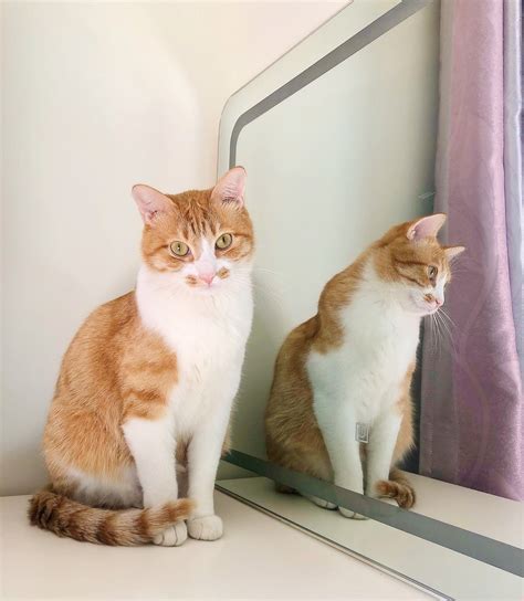 Ginger Cat - Free photo on Pixabay