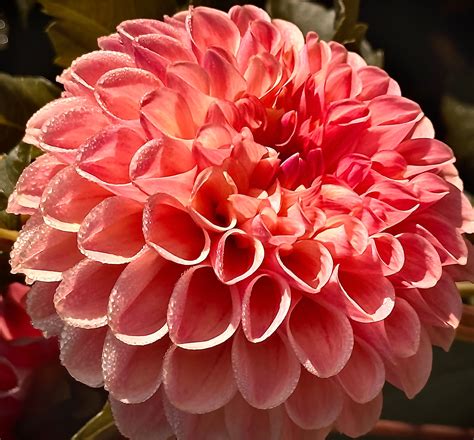 Clearview Peachy Dahlia – Draginas Dahlias