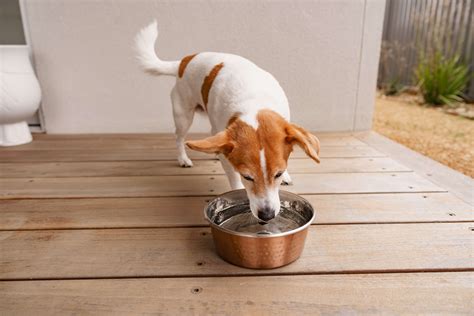 how to treat diarrhoea in dogs 10
