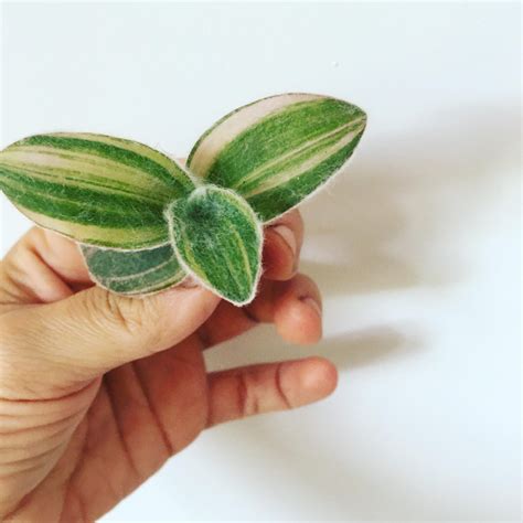 Tradescantia Sillamontana Variegata – PlantaBox