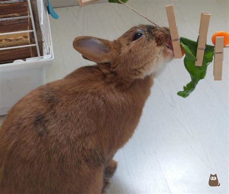 5 DIY Rabbit Toy Ideas - Easy Guide With Photos!