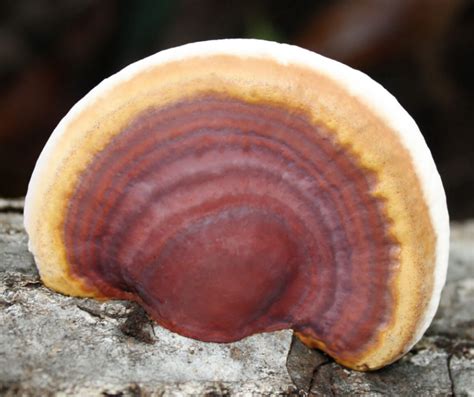 ganoderma lucidum    reishi  mushroom traditionally