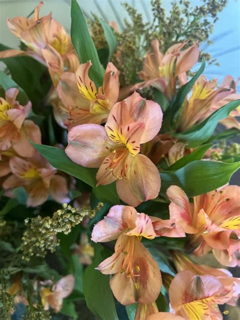 peruvian lily rplantidentification