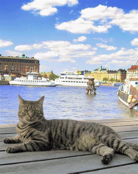 Cat in Stockholm;Sweden | Very friendly Swedish cat who live… | Flickr