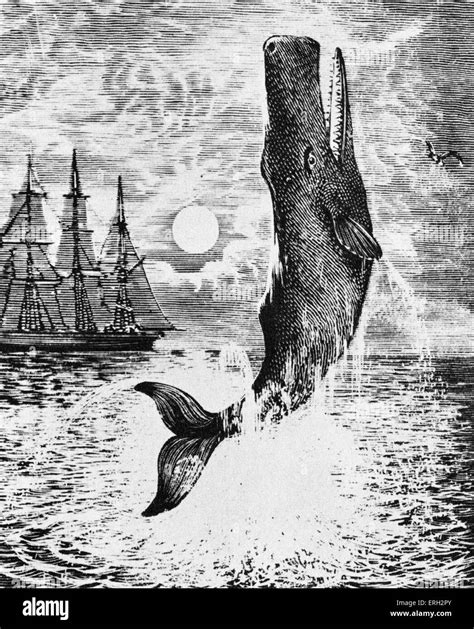 Moby Dick from Herman Melville 's 'Moby-Dick'. Novel about search for a ...