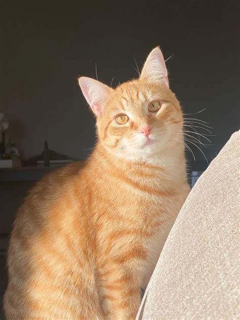 #orangecat#cat#kitten#orangekitten#tabby#kitten in 2025 | Tabby kitten