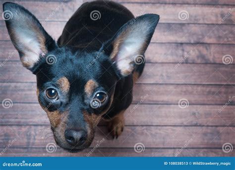 The Dog Looks with a Praying Glance Stock Image - Image of adorable ...
