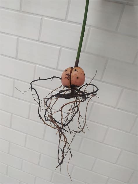 Need help with my indoor Avocado plant : r/plantclinic