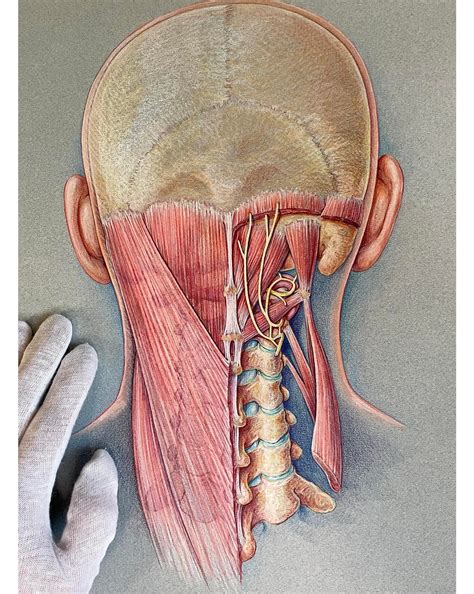 Posterior Cervical Anatomy