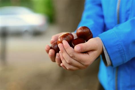Castagne al vapore con vaporiera: tutti i passaggi | Food Blog ...