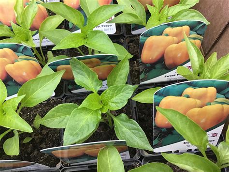 Sweet Pepper ‘Yellow Bell’ F1 – Kew Gardener