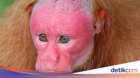 hewan aneh  langka  dunia jarang diketahui