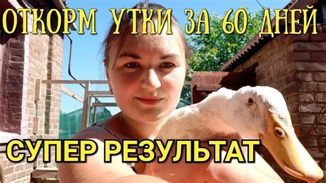 Выращивание уток от начала до забоя/Большая утка за 60 дней - YouTube