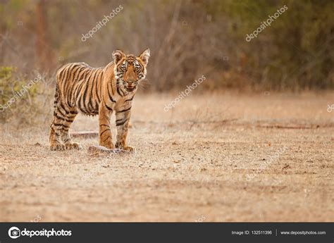 Tiger cub in the nature habitat Stock Photo by ©Photocech 132511396