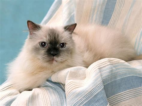 Himalayan Cat: traits and pictures