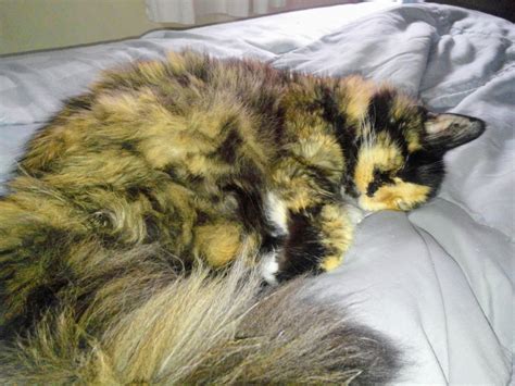 Gay blowjob swallow deephr - statsvlero