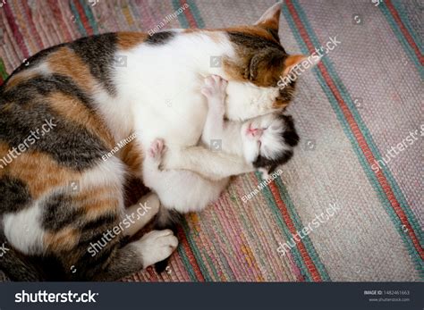mother cat hugs   kitten stock photo  shutterstock