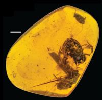 Amber - Wikipedia