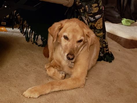 Golden Retriever Lab Mix Puppy