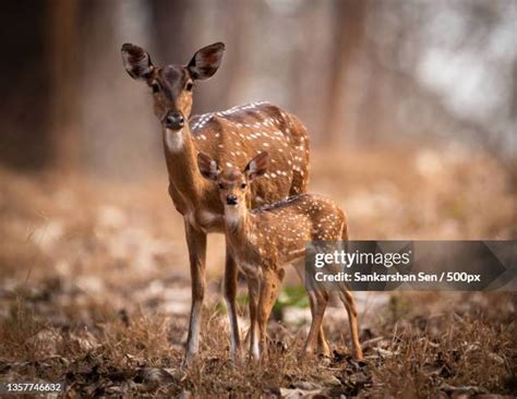 doe deer stock  high res pictures  images getty images