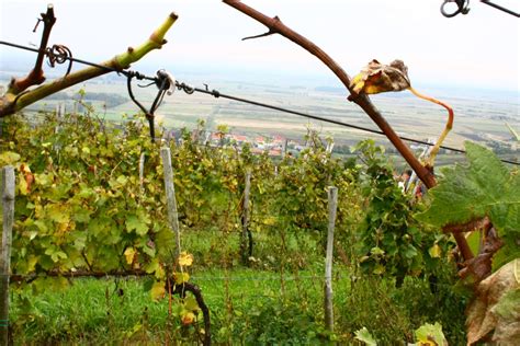Travel & Adventures: Tokaj. A voyage to Tokaj, Hungary, Europe.
