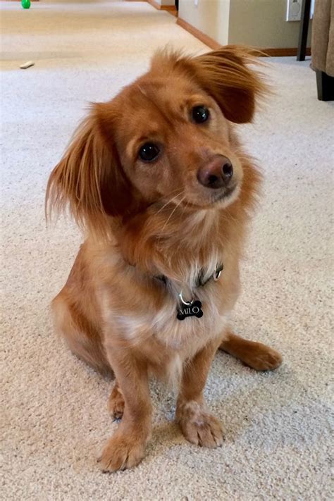 cute mutt dog  white carpet