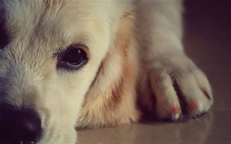 the dogs face 7
