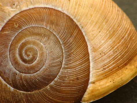 snail shell mytehealth
