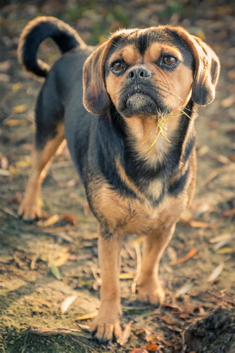 puggle dog breed information characteristics