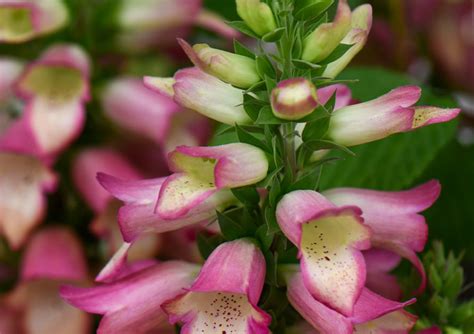 Digitalis Hybrid – Plantinova – Plant Lab BCN