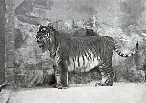 Caspian Tiger Facts, Habitat, Last Sightings, Pictures and Diet