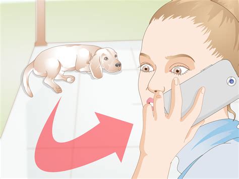 3 Ways to Care for Dogs with Distemper - wikiHow