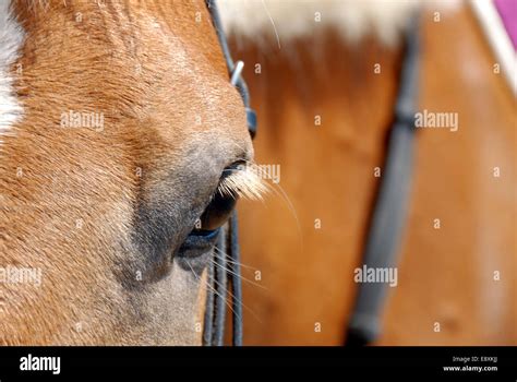 Horse eye closeup Stock Photo - Alamy