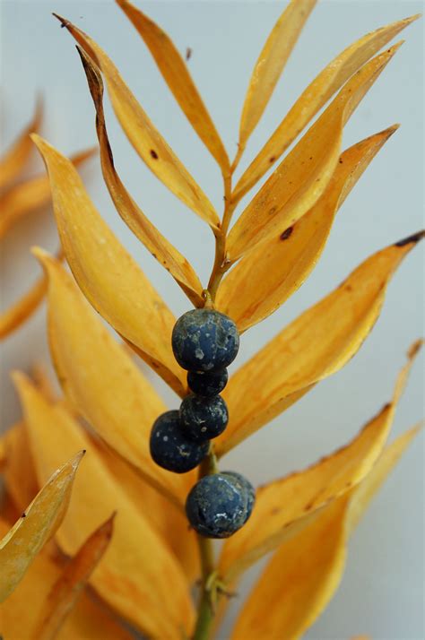 Polygonatum Prince Charming