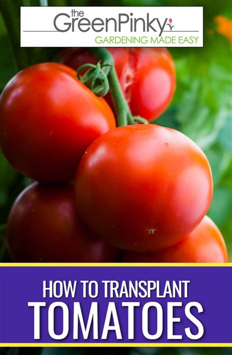 How to Transplant Tomatoes? —Learn the Correct Way