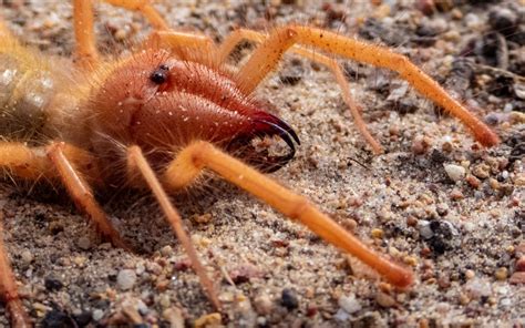Are Camel Spider bites dangerous? - The Spider Blog