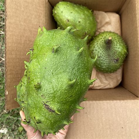 Locally Grown Miami Soursop (Guanabana) *Pre-Order* – Miami Fruit
