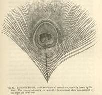sexual selection darwin