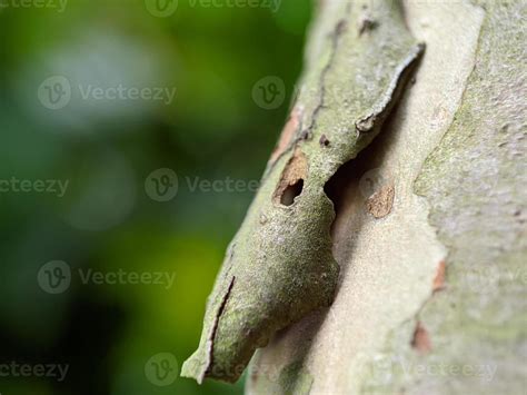 Closeup photo, guava tree bark 21874750 Stock Photo at Vecteezy