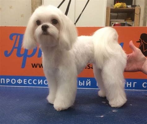 maltese haircuts  dog lovers  paws maltese dogs