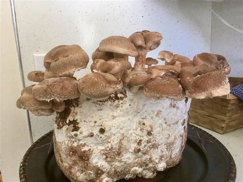 Manure Based Mushroom Substrate Recipe - Banana-breads.com