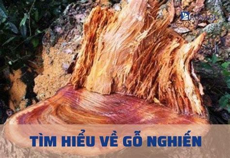 dac diem ung dung noi bat cua  nghien trong doi song  nguoi