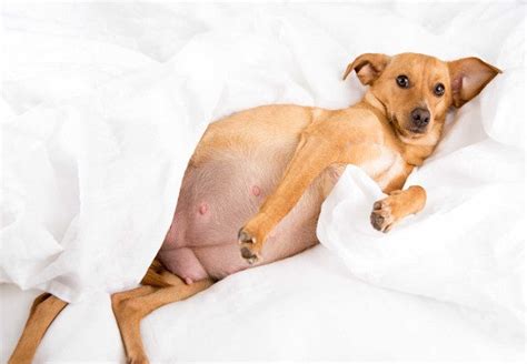 vet guide  dog pregnancy  caregestation whelping advice