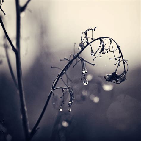 November Rain II by Peterix on DeviantArt