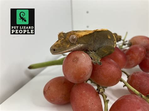 Fruit Feeding Guide - What Fruits Can A Crested Gecko Eat?