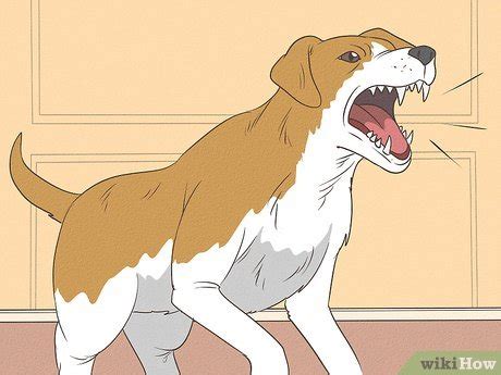 how to introduce two dogs when one is scared
