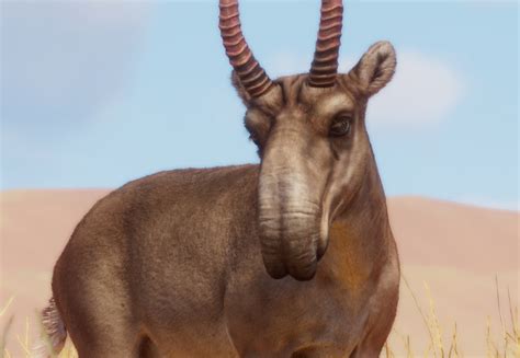 Saïga - Planet Zoo