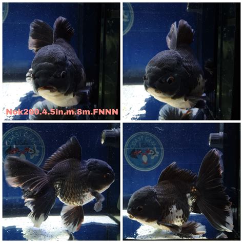 Orandas For Sale Online - Coast Gem USA