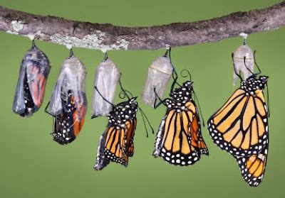 living water discovering gods designthrough  life cycle