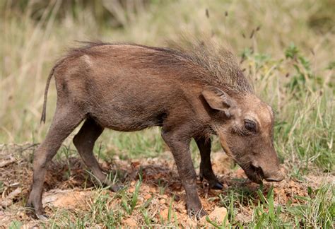 warthog  stock photo